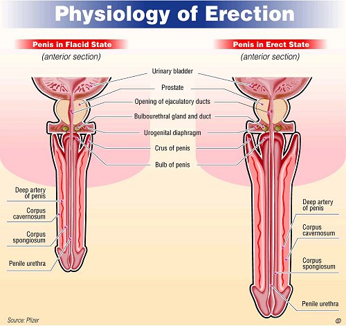 Physiology of multiple orgasm