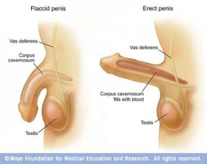 Aging Penis 106