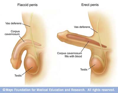 Does Masterbation Stop Penis Growth 95