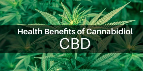 The Many Uses And Applications Of Cannabidiol. : ThyBlackMan