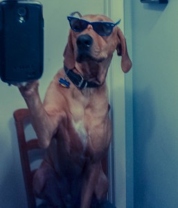 eko-selfie-dog