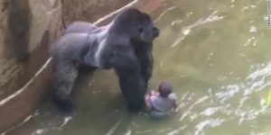2016-gorilla-Harambe the gorilla