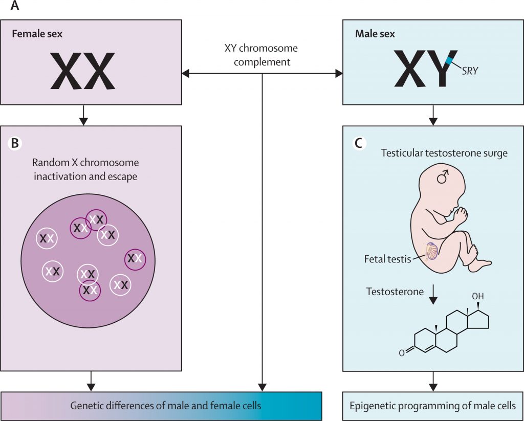 Men and Women are Biologically Different