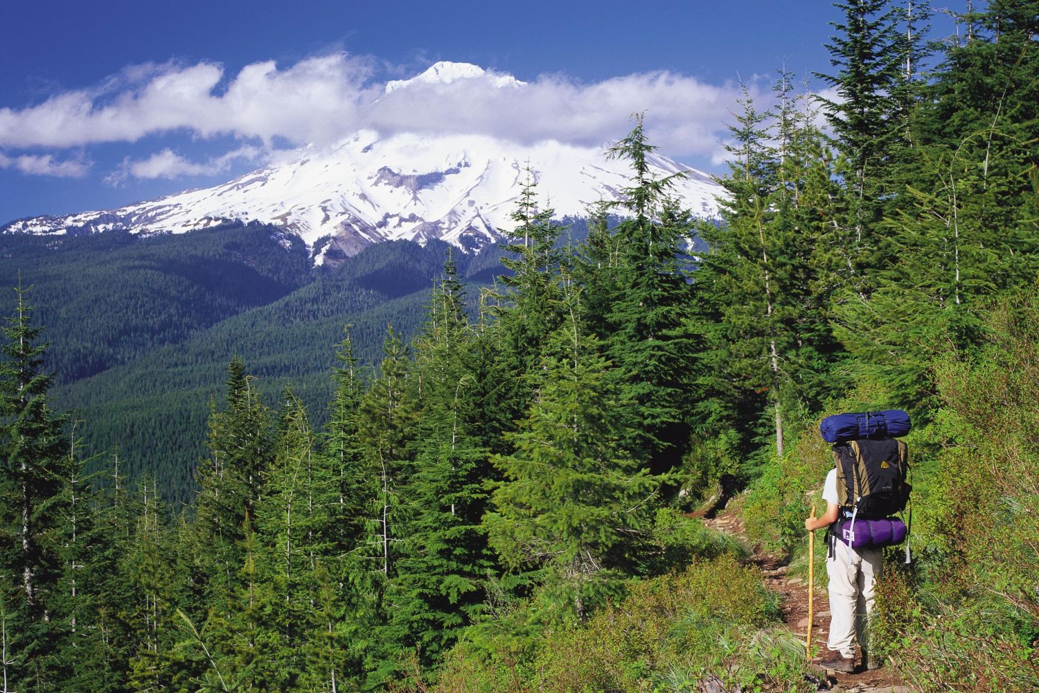 oregon-forest