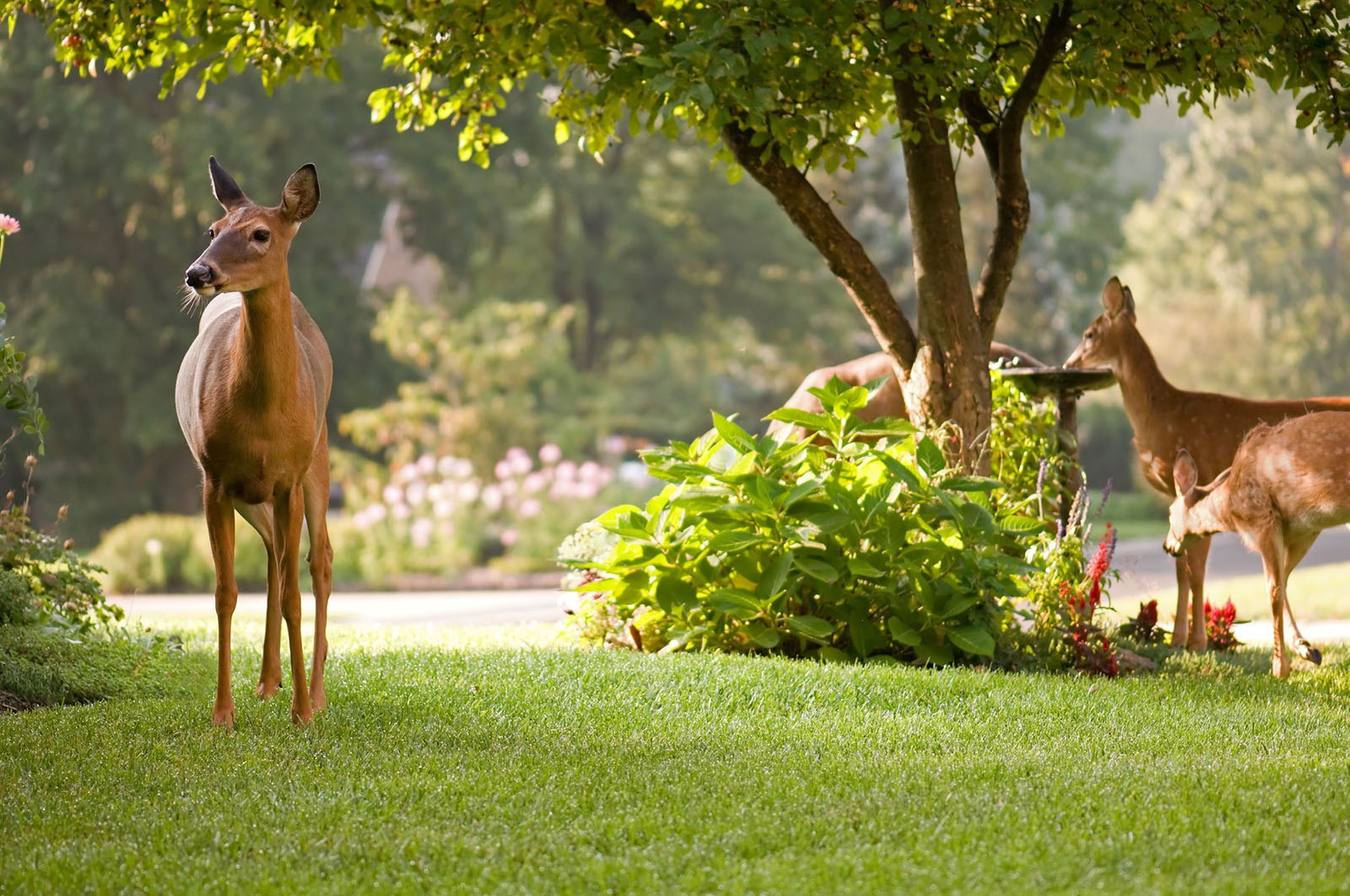 Deer-Resistant Shrubs That Enhance Gardens — Including Do Deer Eat Rhododendrons.